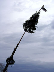 Ein Maibaum wird aufgestellt