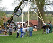 Der Maibaum wird mit Hilfe langer Stangenpaare, sog. 'Schwalben', aufgestellt